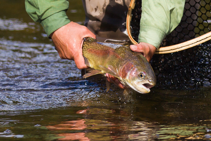 Lincoln Hills Fly Fishing Club